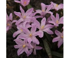 Sniegžydrės luciliae Rose Queen - 200 vnt.