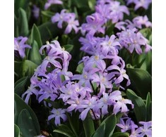 Sniegžydrės luciliae Violet Beauty - 200 vnt.