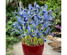 Tinklinis vilkdalgis "Clairette" - 50 vnt.