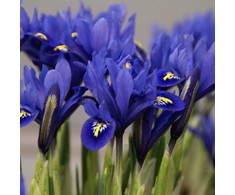 Tinklinis vilkdalgis "Harmony" - 50 vnt.