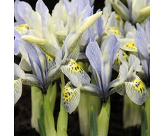 Tinklinis vilkdalgis "Katharine Hodgkin" - 50 vnt.