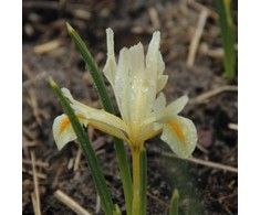 Tinklinis vilkdalgis "Louise" - 50 vnt.