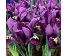 Tinklinis vilkdalgis "Violetinė Hill" - 50 vnt.