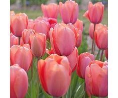 Tulpė Darvino "Apricot Impression" - 10 vnt.