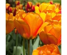Tulpė Darvino "Blushing Apeldoorn" - 10 vnt.