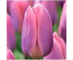 Tulpė Darvino "Light and Dreamy" - 10 vnt.