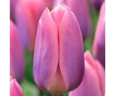 Tulpė Darvino "Light and Dreamy" - 50 vnt.