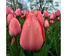 Tulpė Darvino "Mystic van Eijk" - 50 vnt.