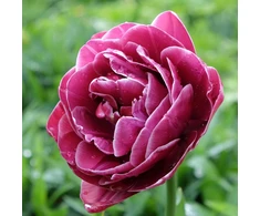 Tulpė "Dream Touch" - 50 vnt.