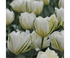 Tulpė "Exotic Emperor" - 20 vnt.