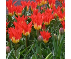 Tulpė "Flames Mystery" - 20 vnt.