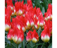 Tulpė "Flames Mystery" - 50 vnt.