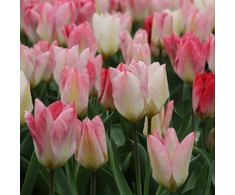 Tulpė "Flaming Purissima" - 50 vnt.