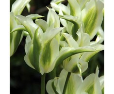 Tulpė "Greenstar" - 50 vnt.