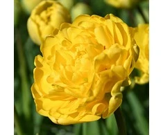 Tulpė pilnavidurė "Geltona Pomponette" - 20 vnt.