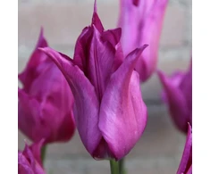 Tulpė "Violetinė Dream" - 20 vnt.