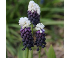 Žydrės latifolium "Grape Ice" - 10 vnt.