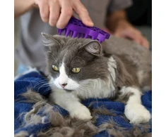 Kong - Kong Cat ZoomGroom