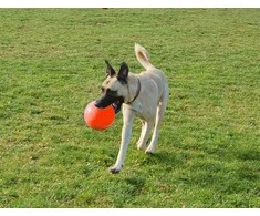 Oranžinis „Jolly Pets“ – „Ball Bounce-n Play“ 15 cm Oranžinis (vanilės kvapas) – (JOLL068G)