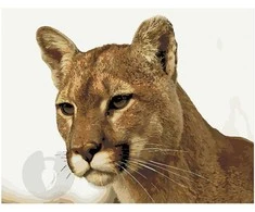 Omaart Puma
