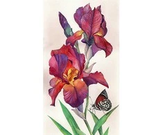 Hobilt Irises Deimantinio Paveikslo komplektas CS2577