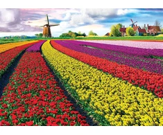 Tulip Eurographics 1000 detalių dėlionė „Tulpių laukai“ 67×49 cm – ryškus pavasario peizažas