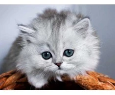 Wizardi Deimantinis paveikslas Little fluffy 40*30 cm WD3001