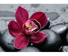 Nuotraukų rėmelis Wizardi Deimantinis paveikslas Royal Orchid WD036 38*27 cm