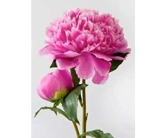 Wizardi Deimantinis paveikslas Rožinė Peony WD276 15*20 cm