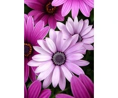 Wizardi Deimantinis paveikslas WD2306 27x38 cm