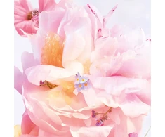 Kvepalai moterims Christian Dior Miss Dior Blooming Bouquet (EDT, 100 ml)