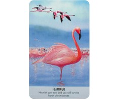 Bird Messages Kortos Cico Books
