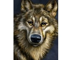 Hobilt Wolf Deimantinio Paveikslo komplektas CS2574