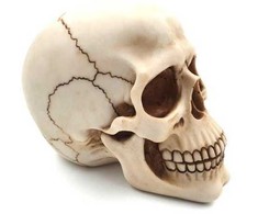 Deco Gifts 15 cm aukščio kaukolė | MC-30685