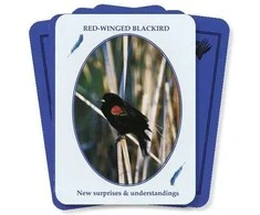 Kiti Prekiniai Zenklai Dragonhawk Publishing Feathered Omens Spiritual Kortos