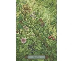 Llewellyn Forest of Enchantment būrimo kortos – Miško kerų orakulas