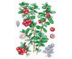 MP Studia Kryželių siuvinėjimo rinkinys „Bruknių uogos“ 29x20 cm