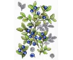 MP Studia Siuvinėjimo kryželiu rinkinys „Mėlynės“ 28x20 cm, 16 ct drobė