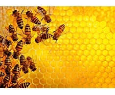 Ravensburger Dėlionė 1000 vnt. - Avilys