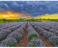 SuperColor Tapyba Pagal Skaičius: „Levandų laukai saulėlydyje“ 40x50 cm