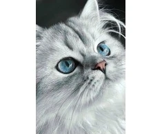 Wizardi Deimantinis paveikslas Cat eyes 20*30 cm WD3003