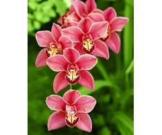 Wizardi Deimantinis paveikslas Cimbidium WD033 38*48 cm