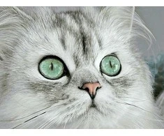 Wizardi Deimantinis paveikslas Magnetic eyes 40*30 cm WD3000
