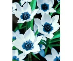 Wizardi Deimantinis paveikslas Mėlyna Eye Tulips WD034 38*48 cm