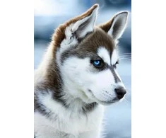 Wizardi Deimantinis paveikslas Snow Dog WD088 27*38 cm