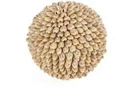 Bazaar Dekoratyvinis kamuolys Oluolu Shell Ball 13x13x13 cm baltas, kriauklė