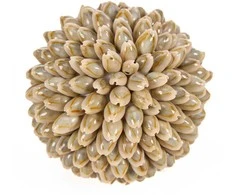 Bazaar Dekoratyvinis rutulys, Oluolu Shell Ball, 11x11x11 cm, balta, kriauklė