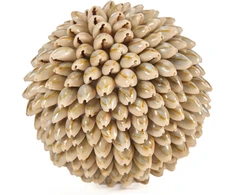 Bazaar Dekoratyvinis rutulys, Oluolu Shell Ball, 11x11x11 cm, balta, kriauklė