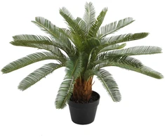 Home4You Žalias augalas CYCAS, aukštis 70 cm, juodas vazonas