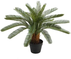 Home4You Žalias augalas CYCAS, aukštis 70 cm, juodas vazonas
